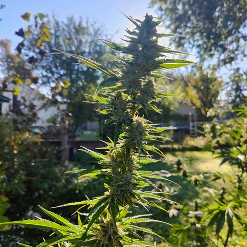 Platinum Kush Breath Remix🎧 growlog timeline photo