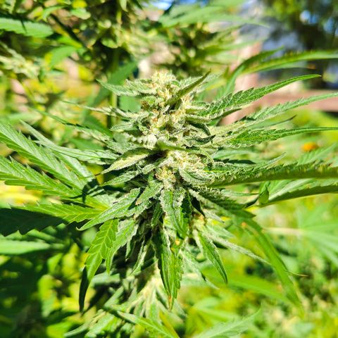 Platinum Kush Breath Remix🎧 growlog timeline photo
