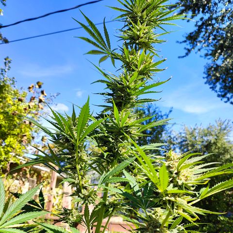 Platinum Kush Breath Remix🎧 growlog timeline photo