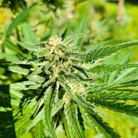 Platinum Kush Breath Remix🎧 growlog timeline photo