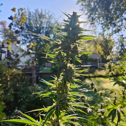 Platinum Kush Breath Remix🎧 growlog timeline photo