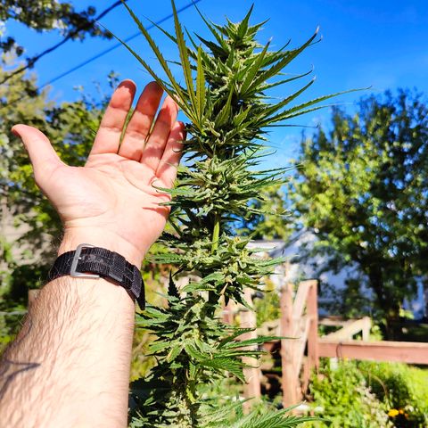 Platinum Kush Breath Remix🎧 growlog timeline photo