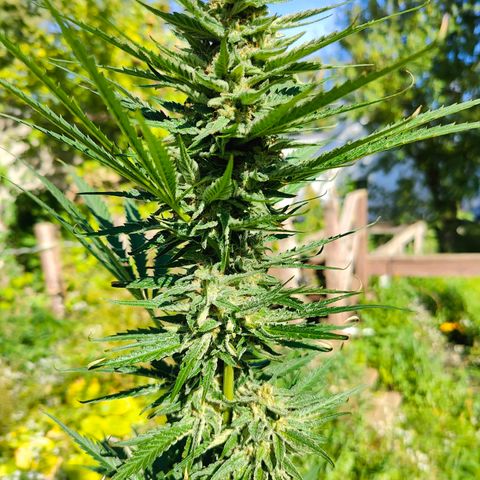 Platinum Kush Breath Remix🎧 growlog timeline photo