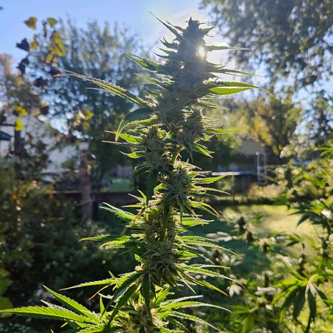 Platinum Kush Breath Remix🎧 growlog timeline photo