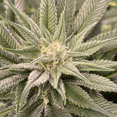 Honeytrap x 3 329 growlog timeline photo