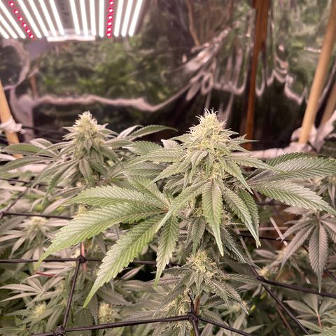 Honeytrap x 3 329 growlog timeline photo
