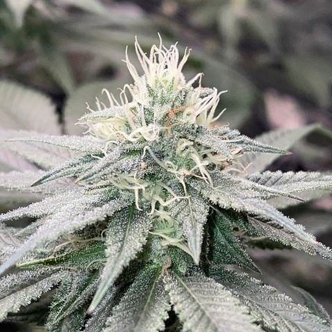 Honeytrap x 3 329 growlog timeline photo