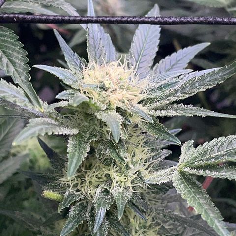 Honeytrap x 3 329 growlog timeline photo