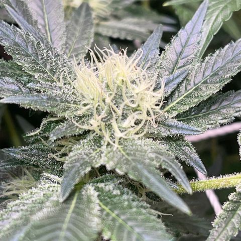 Honeytrap x 3 329 growlog timeline photo