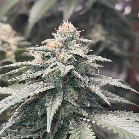 Honeytrap x 3 329 growlog timeline photo