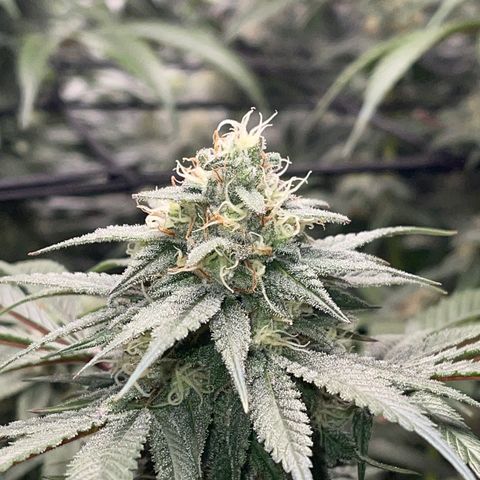 Honeytrap x 3 329 growlog timeline photo