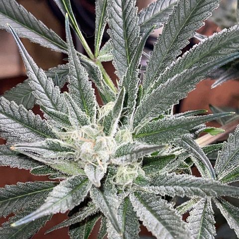 Honeytrap x 3 329 growlog timeline photo