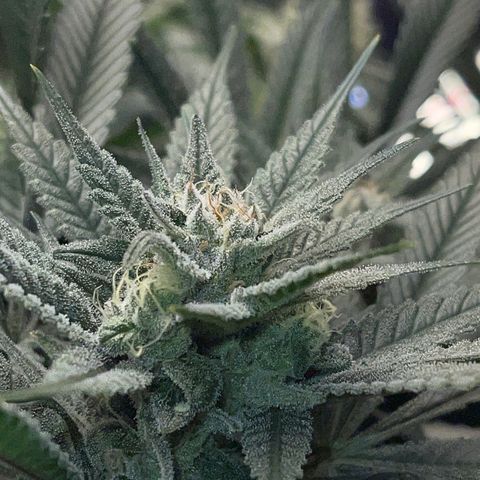 Honeytrap x 3 329 growlog timeline photo