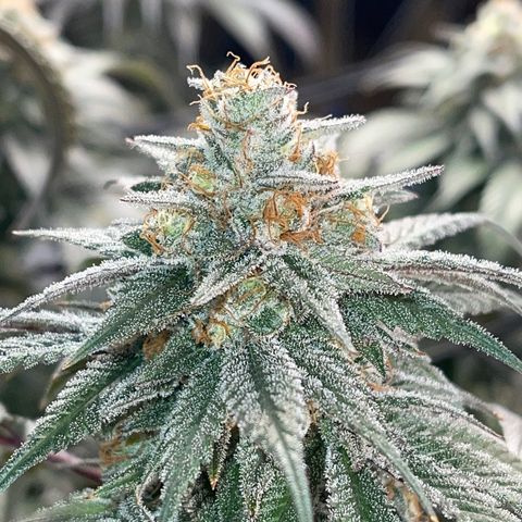 Honeytrap x 3 329 growlog timeline photo