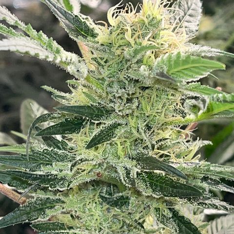 Honeytrap x 3 329 growlog timeline photo