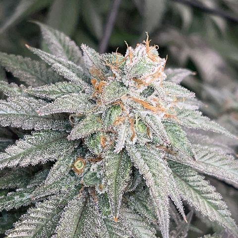 Honeytrap x 3 329 growlog timeline photo