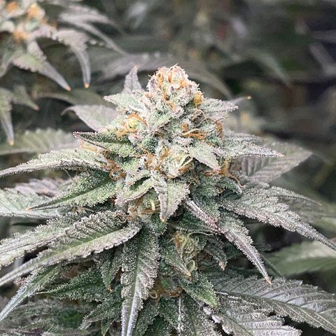 Honeytrap x 3 329 growlog timeline photo