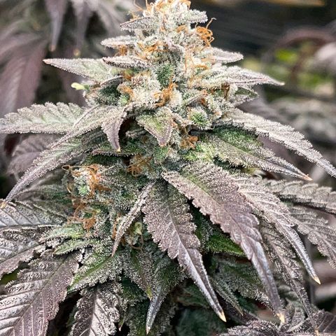 Honeytrap x 3 329 growlog timeline photo