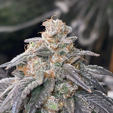 Honeytrap x 3 329 growlog timeline photo