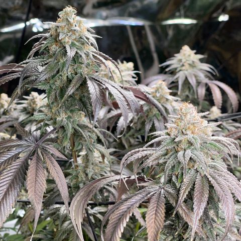 Honeytrap x 3 329 growlog timeline photo