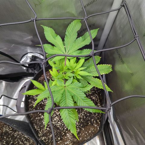 Pablos Revenge  growlog timeline photo