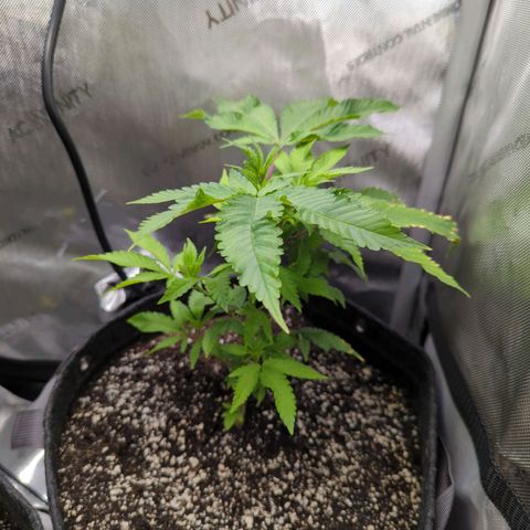 Pablos Revenge  growlog timeline photo