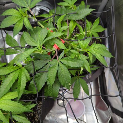 Pablos Revenge  growlog timeline photo