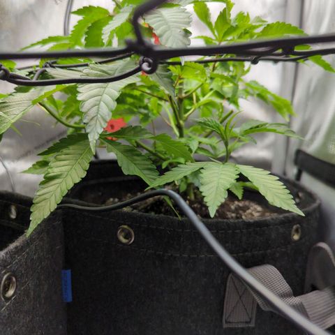 Pablos Revenge  growlog timeline photo