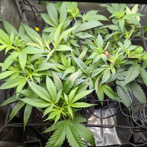 Pablos Revenge  growlog timeline photo
