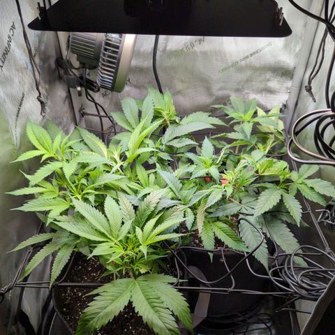 Pablos Revenge  growlog timeline photo