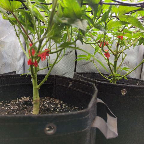 Pablos Revenge  growlog timeline photo