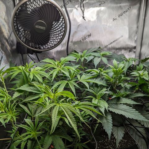 Pablos Revenge  growlog timeline photo