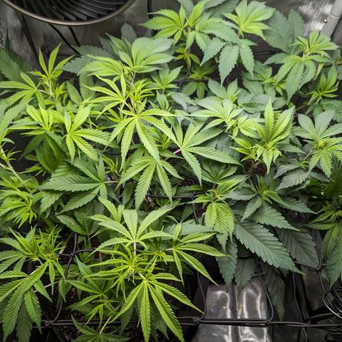 Pablos Revenge  growlog timeline photo