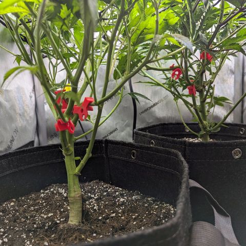 Pablos Revenge  growlog timeline photo