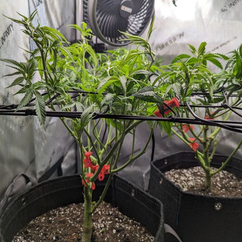 Pablos Revenge  growlog photo: Night before flower day