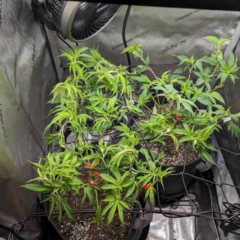 Pablos Revenge  growlog photo: Night before flower day