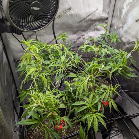 Pablos Revenge  growlog photo: Night before flower day