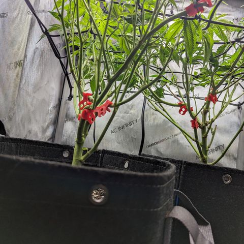 Pablos Revenge  growlog photo: Night before flower day