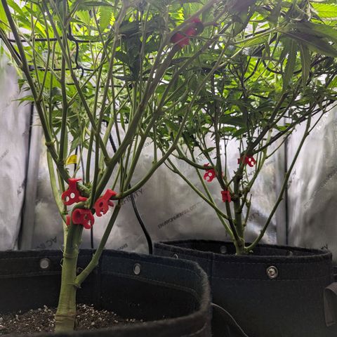 Pablos Revenge  growlog timeline photo