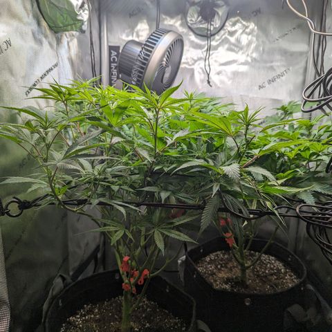 Pablos Revenge  growlog timeline photo