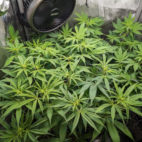 Pablos Revenge  growlog timeline photo