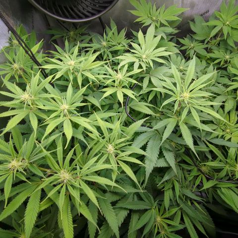 Pablos Revenge  growlog timeline photo
