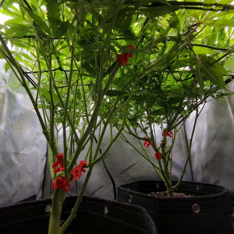 Pablos Revenge  growlog timeline photo