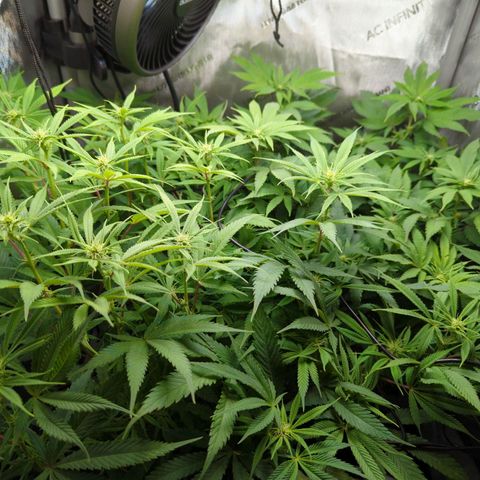 Pablos Revenge  growlog timeline photo