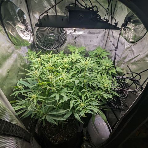 Pablos Revenge  growlog timeline photo