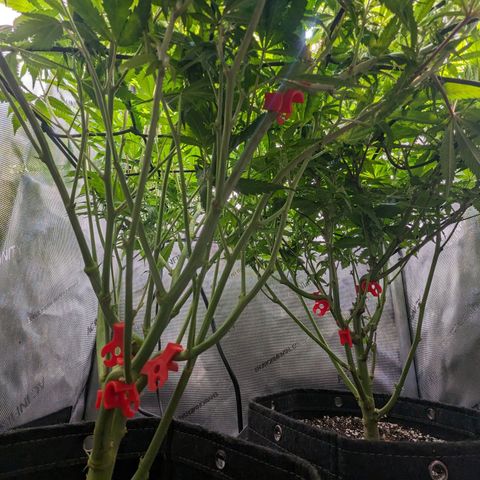 Pablos Revenge  growlog timeline photo