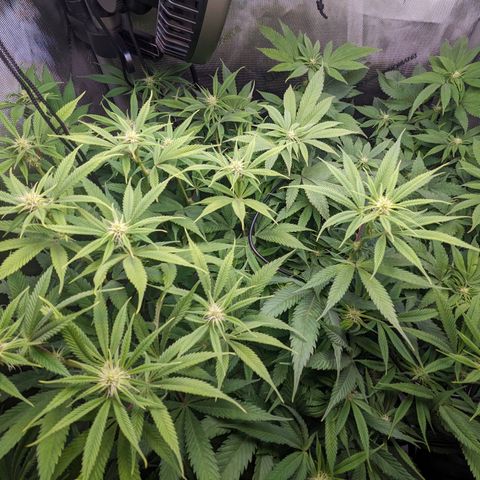 Pablos Revenge  growlog timeline photo
