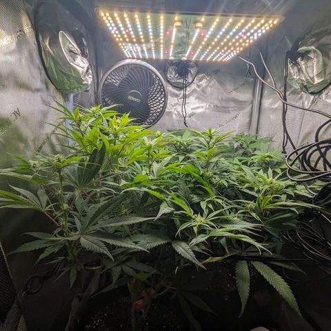Pablos Revenge  growlog timeline photo