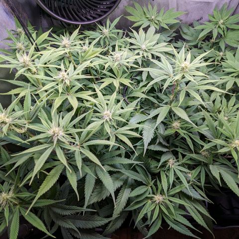 Pablos Revenge  growlog photo: Before and after of the trim