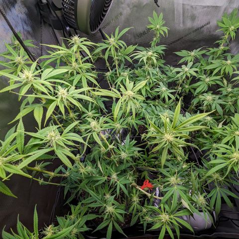 Pablos Revenge  growlog photo: Before and after of the trim